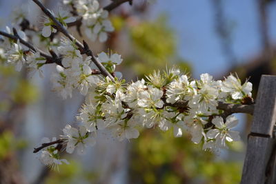 Close-up of white flowers on branch