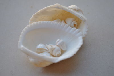 Close-up of seashell on table
