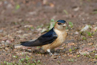 Close-up of bird perching on a field