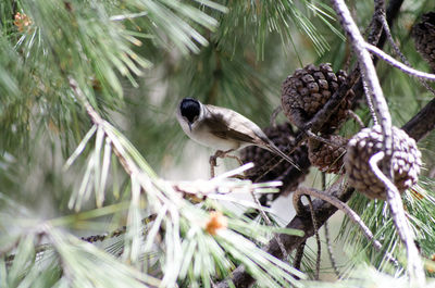 Close-up of bird perching on branch