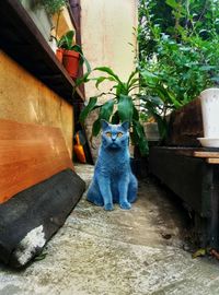 Portrait of cat sitting outdoors