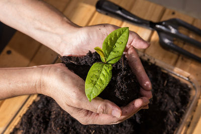 Midsection of person holding leaf in kitchen