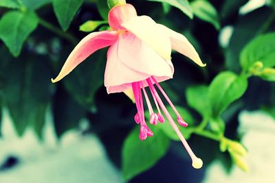 Close-up of pink flowers