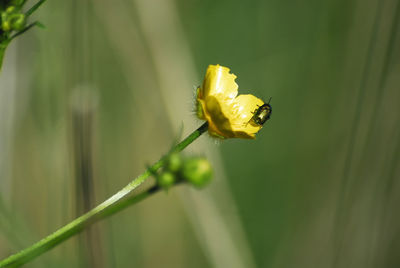 Close-up of insect on yellow flower