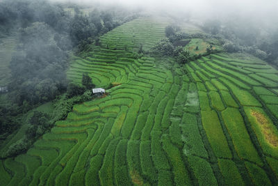 Scenic view of agricultural field