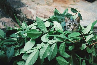 Portrait of cat on plant