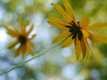 Close-up of yellow flower