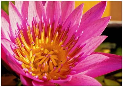 Close-up of pink flower blooming outdoors