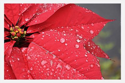Close-up of red flowers