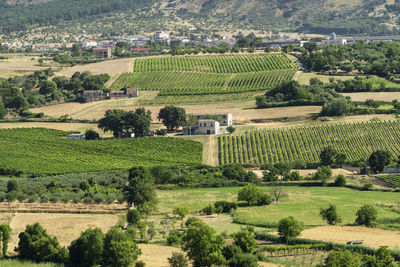 High angle view of agricultural field