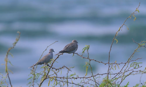 View of birds perching on branch