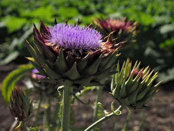 Close-up of purple thistle flower