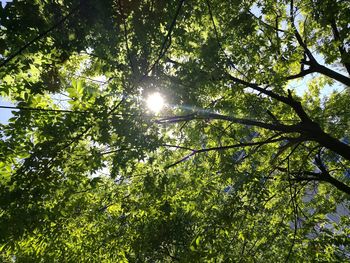 Low angle view of trees in forest