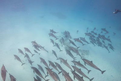 Fish swimming in sea