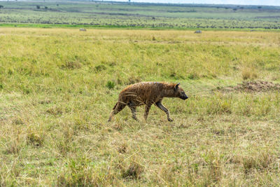 Elephant walking in a field