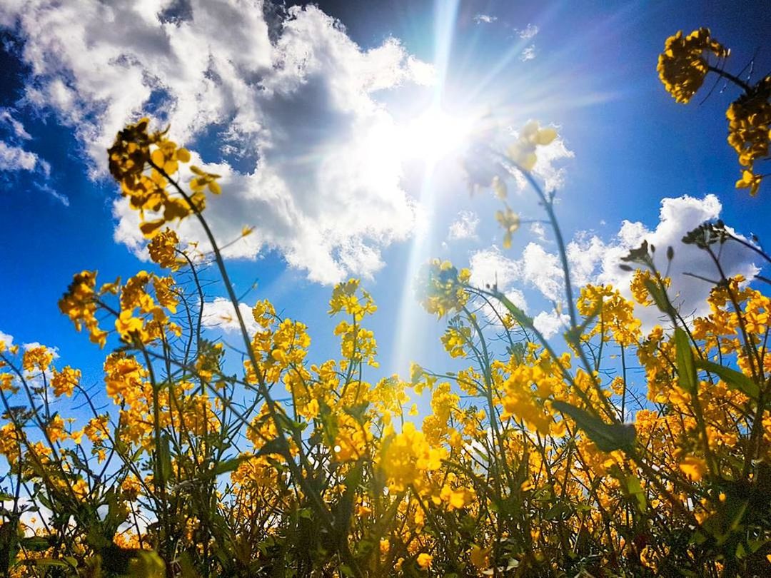 LOW ANGLE VIEW OF FLOWERS IN FIELD AGAINST SKY