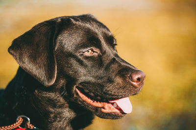 Close-up of a dog looking away