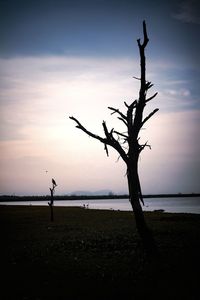 Silhouette bare tree by sea against sky during sunset