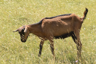 Side view of a goat on field