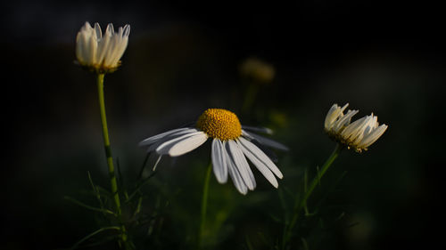 Close-up of white flowering plant