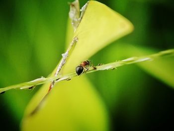 Close-up of insect on leaf