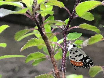 Close-up of butterfly on plant
