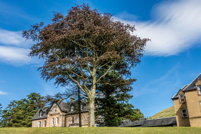 Low angle view of tree by building against sky