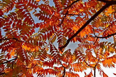 Low angle view of maple tree