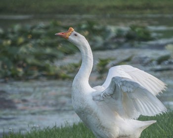 Close-up of swan in lake