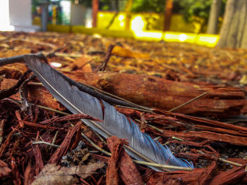 Close-up of leaf