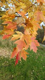 Close-up of maple leaves during autumn