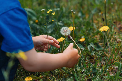 A boy in a blue t-shirt wants to pick a dandelion.