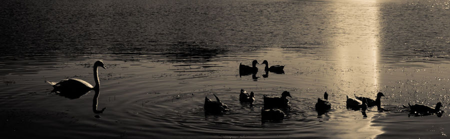 High angle view of ducks swimming in lake