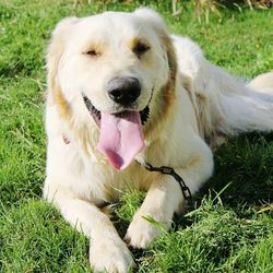 Close-up portrait of dog sitting on grass