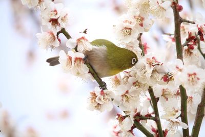 Close-up of white cherry blossoms blooming on tree