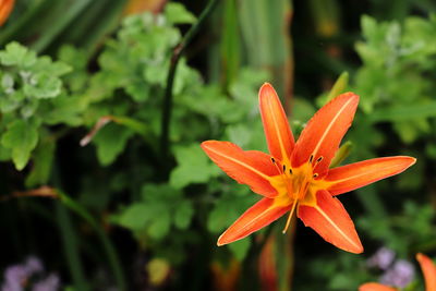 Close-up of orange lily blooming outdoors