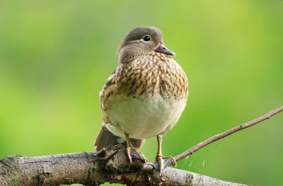 Close-up of female mandarin duck perching on tree