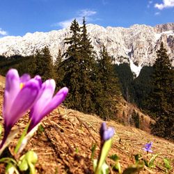 Scenic view of landscape against clear sky