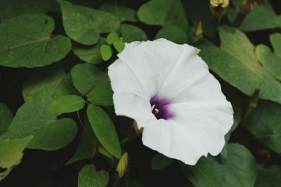 Close-up of white flowers