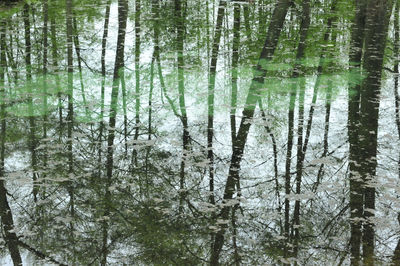 Trees growing in forest