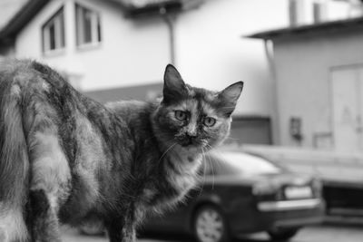 Close-up portrait of cat car