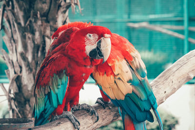 Close-up of parrot perching on a tree