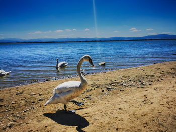 View of birds on beach