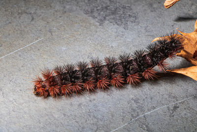 Close-up of caterpillar on ground