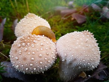 Close-up of water drops on plant