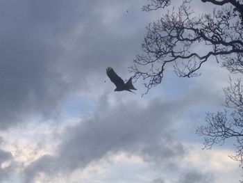 Low angle view of bird flying against sky