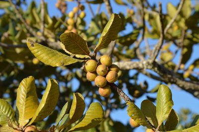 Close-up of fruit growing on tree