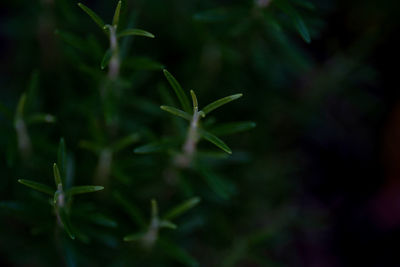 Close-up of raindrops on plant