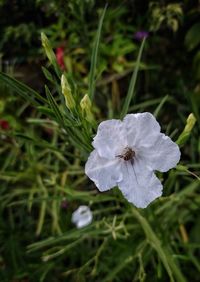 Close-up of white flowering plant