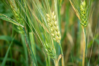 Close-up of wheat growing on field